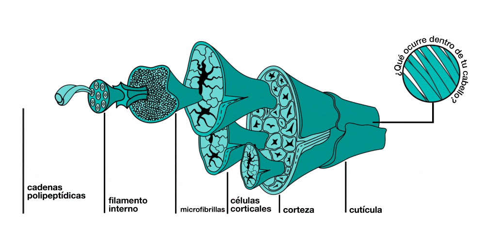 Encabezado